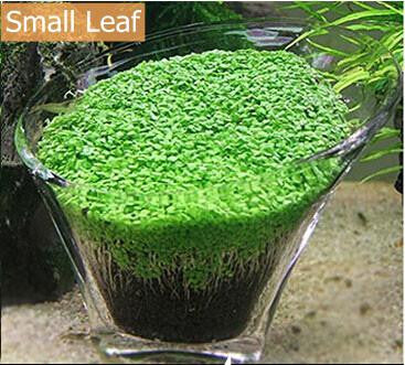200 Pcs Aquarium Plants Seeds Glossostigma Hemianthus Callitrichoides Water Aquatic
