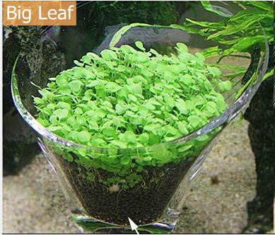 aquarium plants seeds 200 Pcs Aquarium Plants Seeds Glossostigma Hemianthus Callitrichoides – Shopy Max