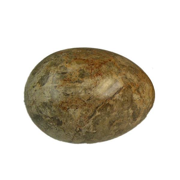 Large Assorted Fossil Stone Egg - approx 3.0"